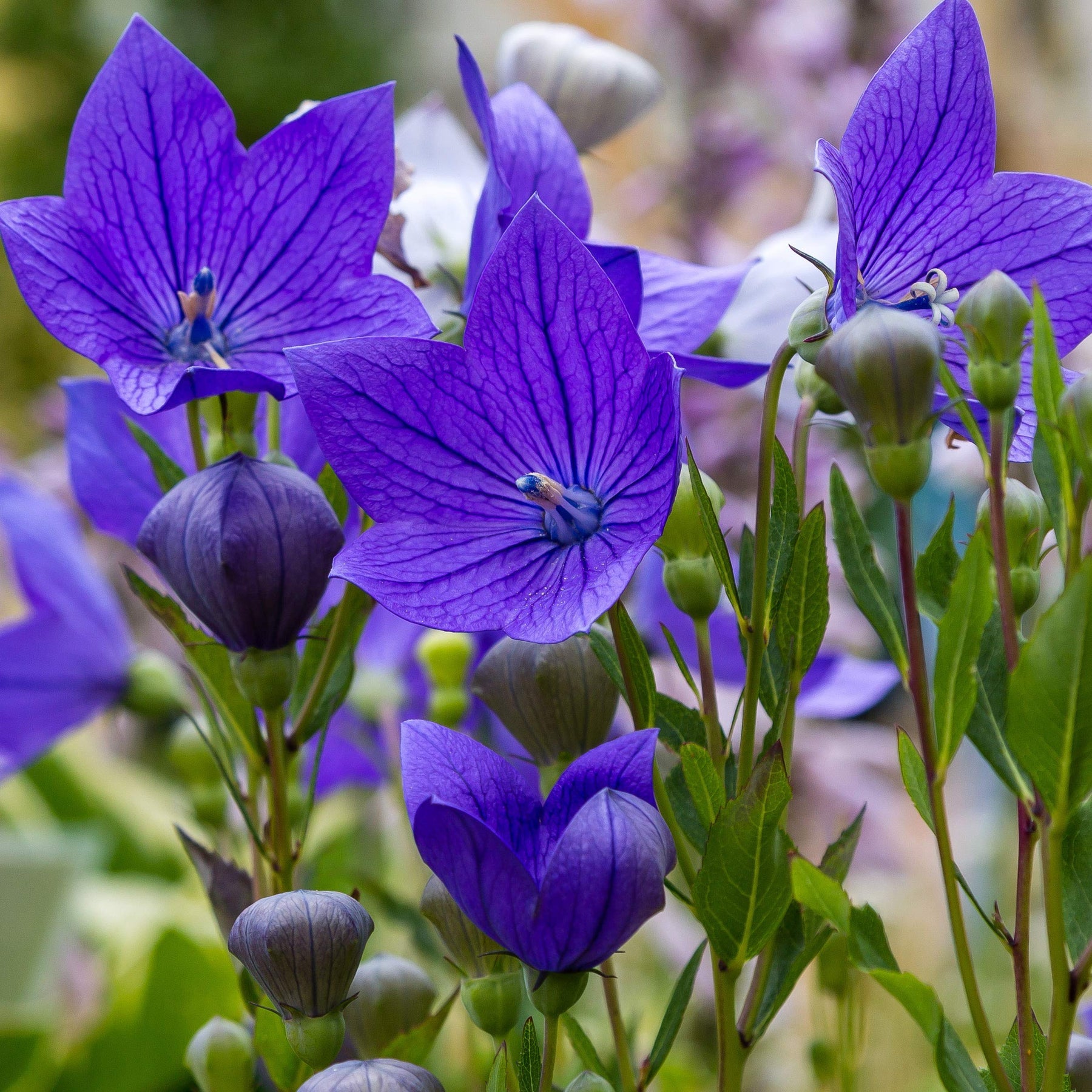 Heirloom Non-GMO Balloon Flower Seeds for planting in home garden